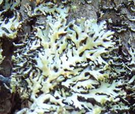3.3 Tallens stamlavar 3.3.1 Luftföroreningarnas effekter på stamlavar Lavar består av den klorofyllfria svampdelen och den assimilerande algdelen som lever i symbios.