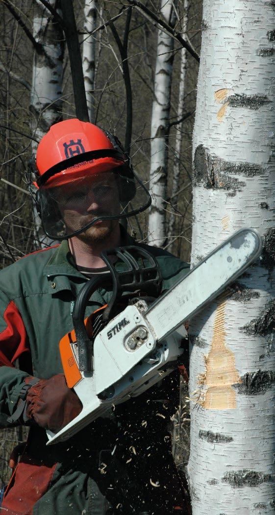 tryggar skogarnas tillväxtkapacitet och stärker utbudet av virke och andra skogsprodukter och skogstjänster (se avsnitt 3.1.2).