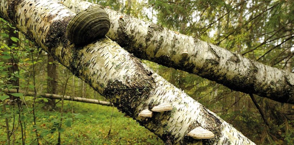 3.3.2 Skogsnaturens biologiska mångfald samt ekologiska och sociala hållbarhet stärks Naturkapitalet omfattar den biologiska mångfalden och de ekosystemtjänster som naturen genererar för människan