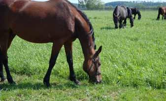 för husdjurens utfodring och vård, sara.ringmark@slu.se Lästips: Ringmark, S. 2014. A forage-only diet and reduced high intensity training distance in standardbred horses. Avhandling.