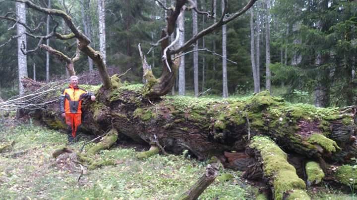 GAMLA EKAR BEVARAS och unga ekar får utrymme för tillväxt Nationalparksförvaltare Ingvar Westman, står vid en gammal ek som fallit Eken är ett sydligt träd och dess naturliga nordgräns går ungefär