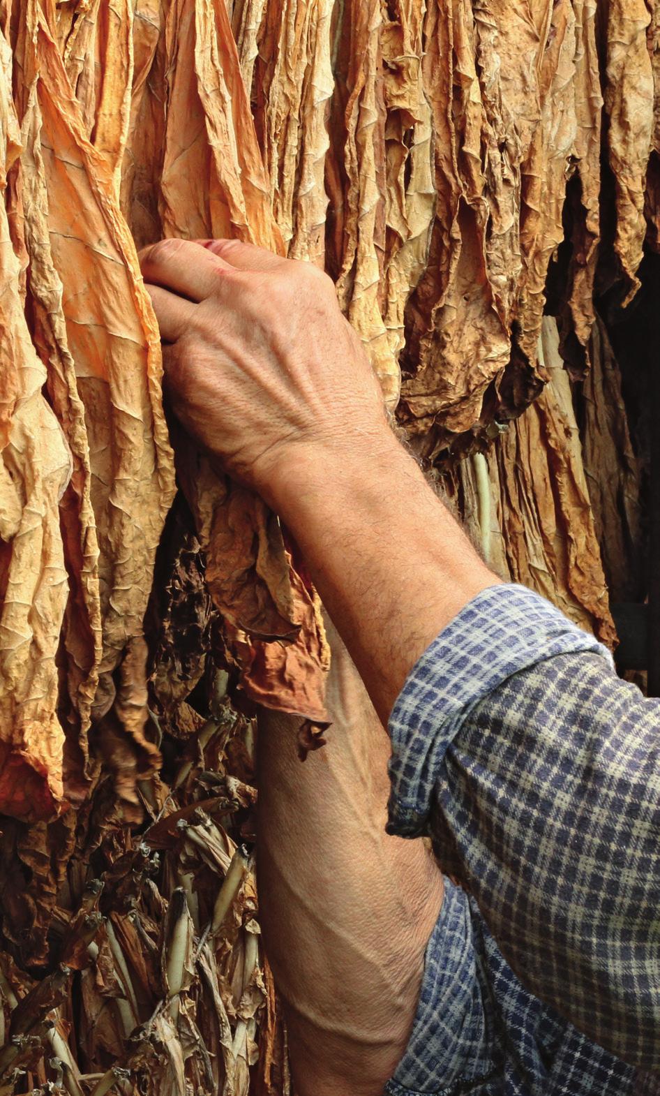 Under en tremånadersperiod besprutas tobaksodlingarna ungefär 16 gånger med olika bekämpningsmedel, dessa är mycket giftiga för människor, djur och natur.