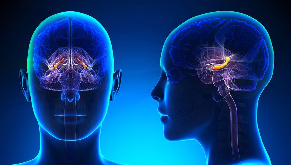 Hippocampus ser ut som en hästsko vars öppna