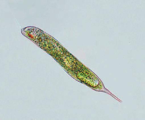 Ögonflagellater Encelliga organismer utan cellvägg.