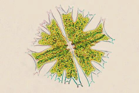 Föredrar näringsfattigt vatten i t.ex. myrgölar. Closterium.