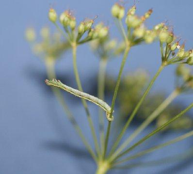 a b Figur 2. på larven av kirskålmalmätare Eupithecia selinata sittande på backsilja Peucedanum oreoselinum, a) ovansidan, b) undersidan. Foto: Jesper Lind.