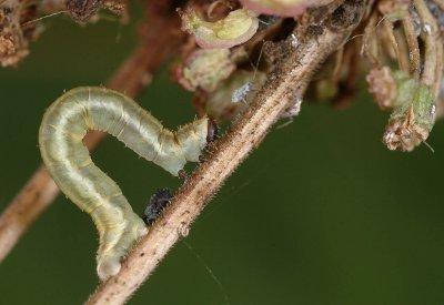 Jesper Lind, Mats Lindeborg & Hans Lindmark a b Ent. Tidskr. 133 (2012) Figur 3. Larven av spenörtsmalmätare Eupithecia trisignaria. Foto: Kimmo Silvonen. The caterpillar of Eupithecia trisignaria.