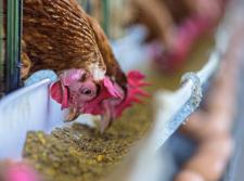 säkerställa både livsmedels- och driftsäkerheten vid produktions- och tillverkningsprocesserna. Djurfoderproduktion Säkert djurfoder är en förutsättning för en säker livsmedelsproduktion.