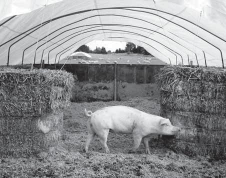 Gårdsbeskrivning, svin: Integrerad grisproduktion med mervärde i växtföljden Hos Anders Karlsson på Tjulsta gård söder om Enköping kombineras spannmålsodling med ekologisk grisproduktion.