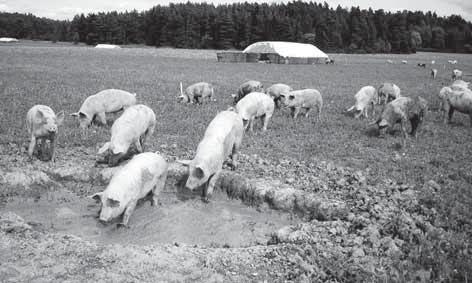 Lantrasdjuren semineras med yorkshiresperma och yorkshiredjuren med lantrassperma för att få fram korsningsgyltor till rekrytering.