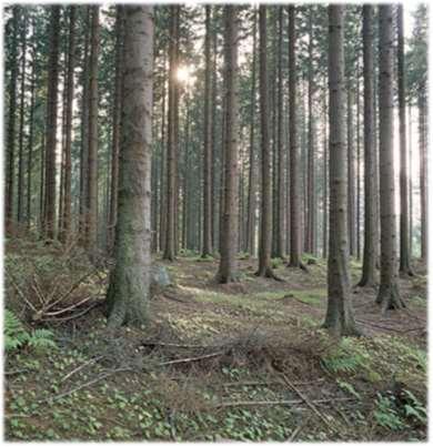 Sprida skaderisker och minska sårbarheten Rusta skogen för att möta klimatförändringarna