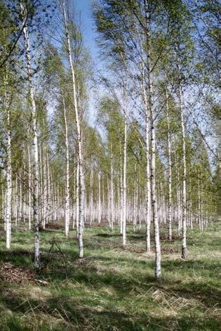 Mer varierat skogsbruk genom Ökad lövskogsskötsel Mer blandskogar Öka arealen som sköts med hyggesfria metoder Fokusera på tillväxt intensivt brukande Detta är de fyra nationella fördjupningsteman