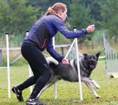 Det här är agility Från början anordnades agility som en pausunderhållning på hästtävlingar i Storbritannien och det var också hästhoppning som inspirerade till den här hundsporten.
