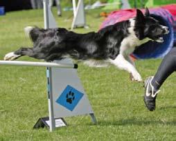Vad domaren dömer I reglerna för agilitytävlingar finns det att läsa om alla olika fel som hunden/föraren kan göra vid varje hinder.