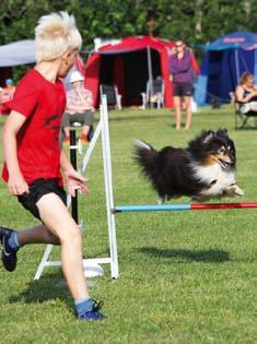 Mer om agility Svenska Agilityklubben (SAgiK) är en verksamhetsklubb inom Svenska Kennelklubben. Det är den klubben som ansvarar för hundsportens officiella del.