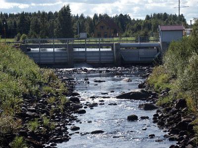 De klarar inte att bli vattendränkta eller skrapas helt enkelt bort av isen vid islossning. Då finns det möjlighet för gräs och örter att etablera sig.