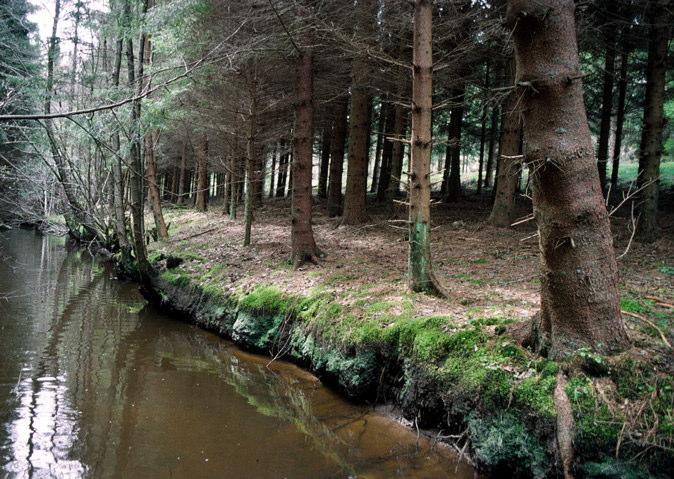 Längs urvatten finner man naturliga kantzoner, skapade i samverkan mellan skog