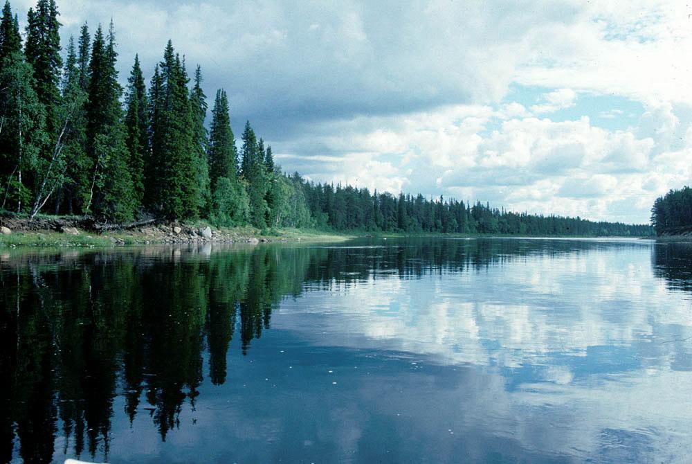 Inledning I skogsälven Varzuga på Kolahalvön, Ryssland, finns 140 miljoner flodpärlmusslor, världens största bestånd, och en mycket artrik bottenfauna.