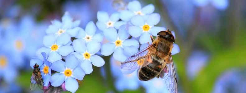 Naturens tjänster Naturens tjänster Viljeriktningar för geografiska Lidköping Främja ekosystemtjänster i staden och på landsbygden. Skapa en sammanhängande grön- och vattenstruktur.