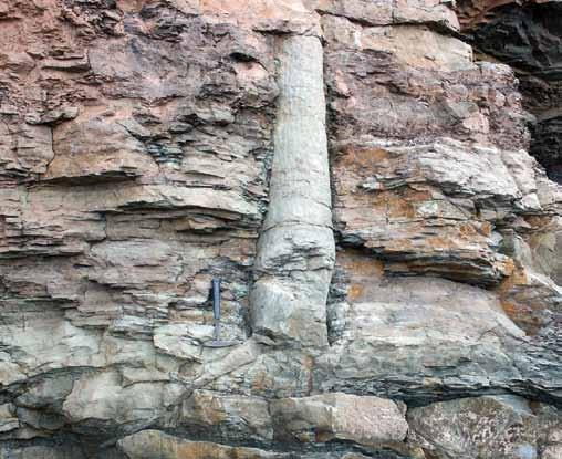 Polystrata fossil visar hur fel det är att försöka beräkna jordens ålder med hjälp av sedimentära avlagringar. (Foto: Forntida lummerväxt Michael C. Rygel via Wikimedia Commons.