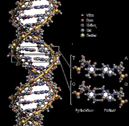som förmedlar informationsinnehållet, den specifika genetiska kod som utgör ritningen för proteiner och möjliggör kopieringen av DNA till dotterceller. 35 Ernberg m.fl.