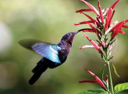 Fåglar och blommor i skön symbios! Fossilen visar att det varit så sen långt tillbaka i tiden. Enligt skapelsetroende sedan skapelsens morgon! (Foto: Charlesjsharp wikipedia.