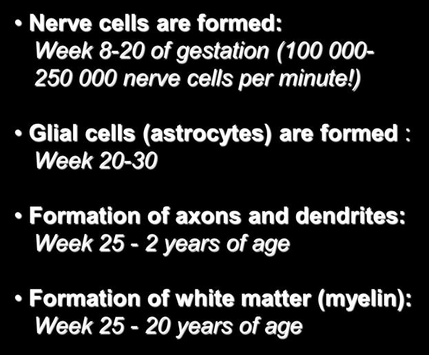 The young brain work in progress Nerve cells are