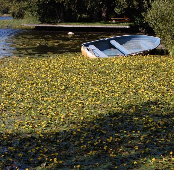 Negativ påverkan Påverkar sjöns ekosystem och biologisk mångfald Försvårar framkomlighet med båt och kanot Minskar arealen vatten som