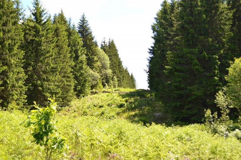 Se vidare bifogade utdrag ur skogsbruksplanen. Åker och betesmark (Inägomark) Inägomarken bedöms enligt skogsbruksplanen till ca 0,4 ha.