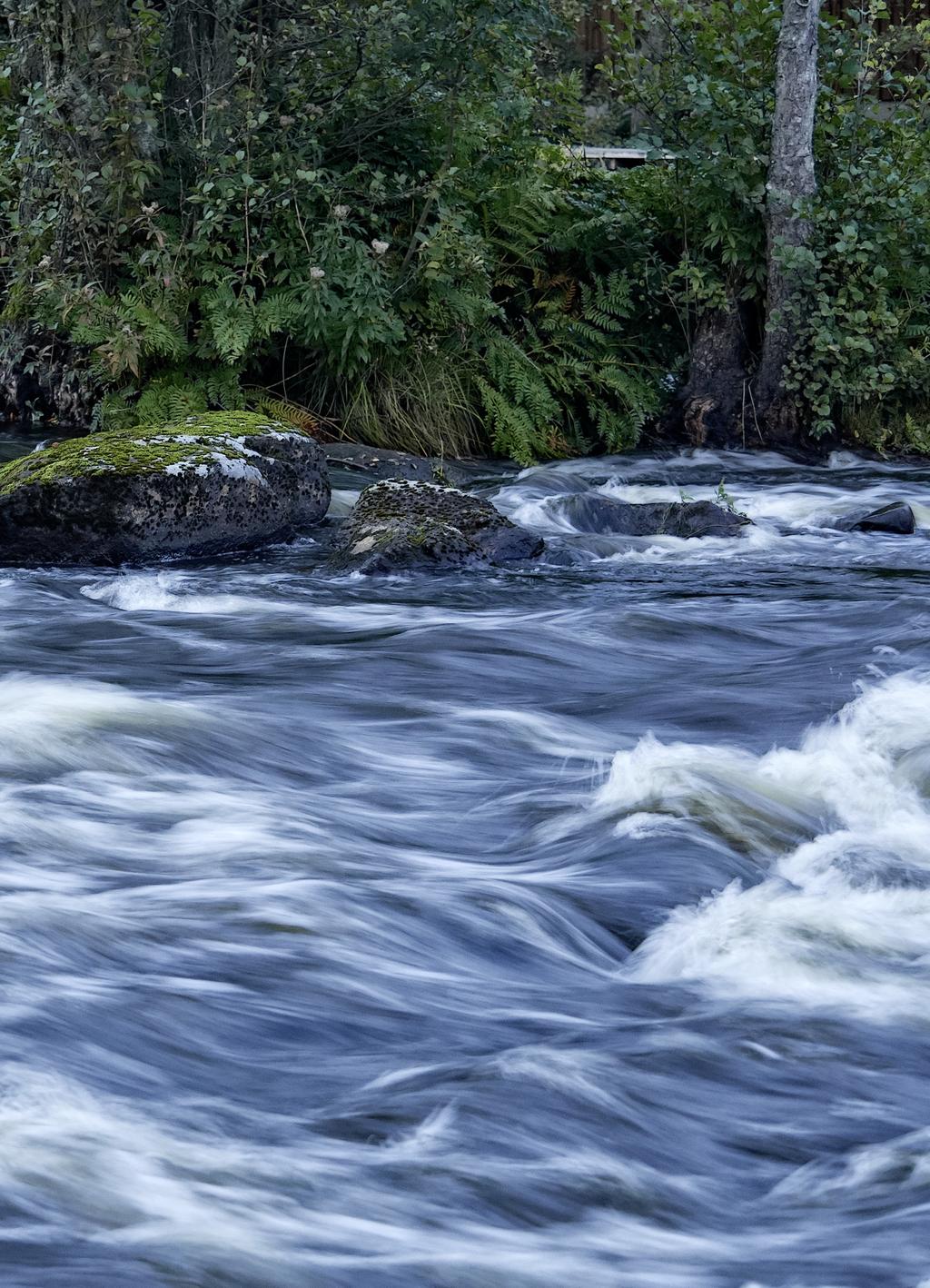 FISKEKORT säljer fiskekort för fem olika fiskesträckor på totalt 17 km av den berömda Mörrumsån.