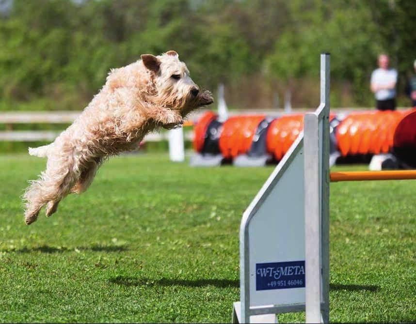 En välbyggd wheaten terrier ska ge ett samlat intryck men är ändå något längre än den är hög.