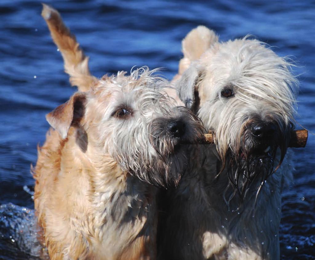 Pälsen skiljer en wheaten från andra terrier. UPPFÖRANDE/KARAKTÄR Rasen skall vara livlig och sportig med bra temperament.