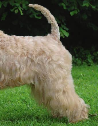 Wheaten terriern bär vanligen sin svans glatt rakt upp eller i en mjuk båge med svansspetsen pekande mot nacken. Om hunden blir ivrig och uppmärksam kan svansspetsen nå ryggen.