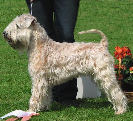 Färgen börjar även på denna hund att komma tillbaka lite på huvud, front och nacke och man ser tydligt att vågor har börjat utvecklas i pälsen.