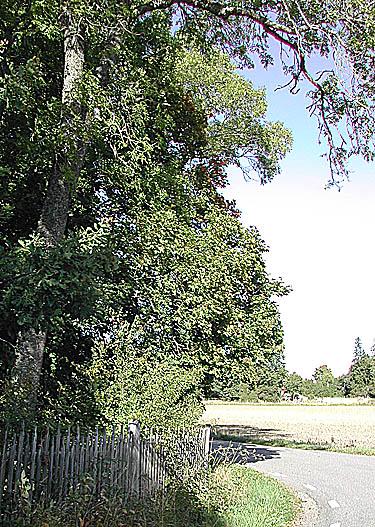 30 Figur 7. I sydöstra hörnet av Linnés trädgård växer en av Linnés krikonlundar upp, dock starkt skuggad av träden. Några växter är sent införda och sprider sig i parken.