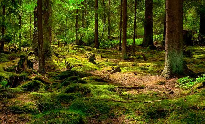 Det är rationellt, skapar jobb och är bäst för miljön. Ekosystemtjänster är produkter och tjänster från naturens ekosystem som bidrar till människors välbefinnande.