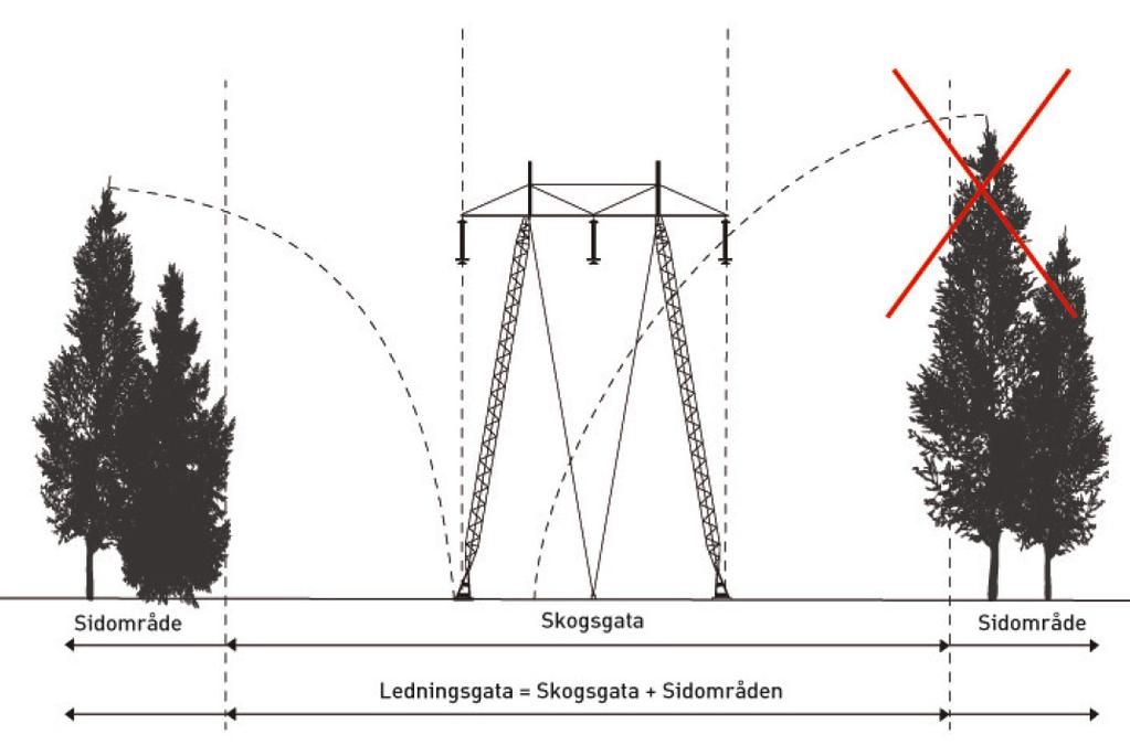 Utanför skogsgatan tas de kantträd bort som är så höga att de kan skada ledningen om de faller.
