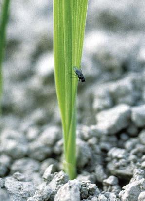 6. Insekter och nematoder Vid kemisk bekämpning av skadegörare på grönytor bör temperaturen vara över 14 C och behandlingen utföras när det är dagg i gräset, tidigt på morgonen eller på kvällen.