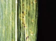 Hattsvampar brukar växa i ytterkanten av ringen. Tillväxtstimulerat gräs finns i regel utan- och innanför bandet.