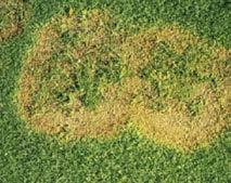 Små sporsamlingar, så kallade pustlar, brukar synas på bladen vid angrepp av rost. Foto: PW De flesta gräsarter kan angripas av rost men oftast leder det inte till några större skador.