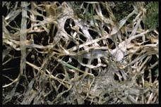 Snömögel är en av de svampar som orsakar störst problem på kortklippta grönytor. Snömögel kan bekämpas kemiskt. Skador av snömögel drabbar i stort sett alla gräsarter.