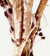 Kännetecken T. incarnatas första symtom är oftast 2 5 cm, gulbruna eller gråvita fläckar i gräsytan. Fläckarna växer sedan och kan breda ut sig på en ganska stor yta.