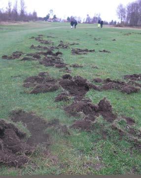 Det är större chans att vildsvin kryper under stängsel än att de hoppar över. Sätt trådarna på cirka 20, 45 och 70 centimeters höjd.