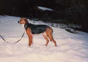 Tonstyrkan sedan, den är i sin tur beroende på hur kraftigt hunden förmår pressa iväg luftströmmen från lungorna och förbi stämbanden.