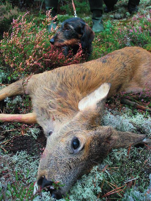 4 Respektera bytesdjuret Vid drevjakt som sker med hjälp av hund, bör drevets längd övervägas så att det är förenligt med omständigheterna. Man ska inte byta till en ny hund efter ett trött djur.