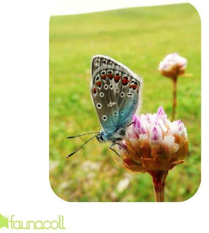 NATUR- OCH GRÖNSTRUKTURINVENTERING FÖRDJUPNING