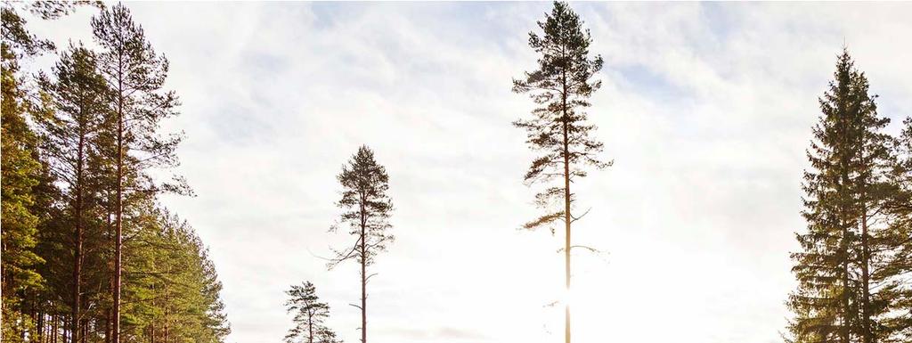 Den växande skogen är utgångspunkten för Holmens verksamhet.