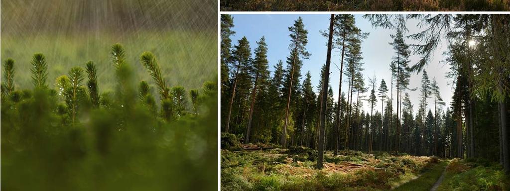 Genom forskning och utveckling växer dagens plantor snabbare än de som planterades när jag var ung och de är mer motståndskraftiga mot till exempel insektsangrepp.