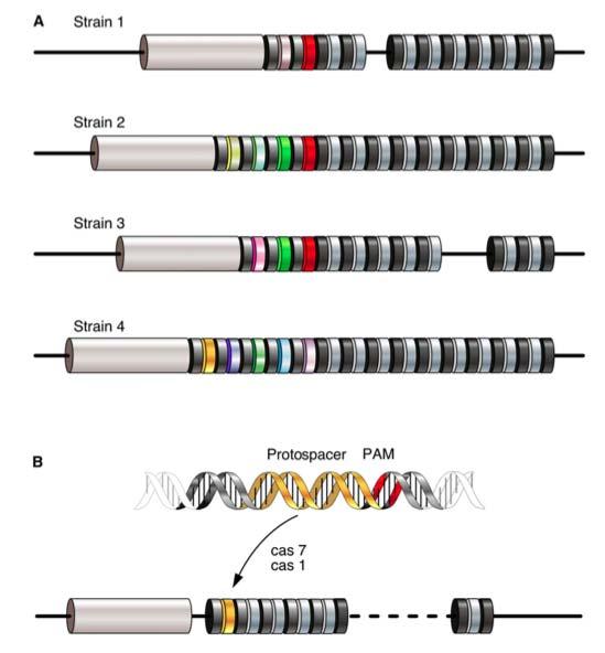 CRISPR ingripande Det främmande DNAt känns igen och på något sätt blockeras en fortsatt infektion.