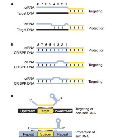 (matchar aktiva fager) från vildtyp av S.epidermis in i en plasmid, vilket innebär att plasmiden har tre märkta DNA i sig som vi vet bör matcha i en cell.